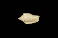 藏品(花瓶鳳凰螺)的圖片